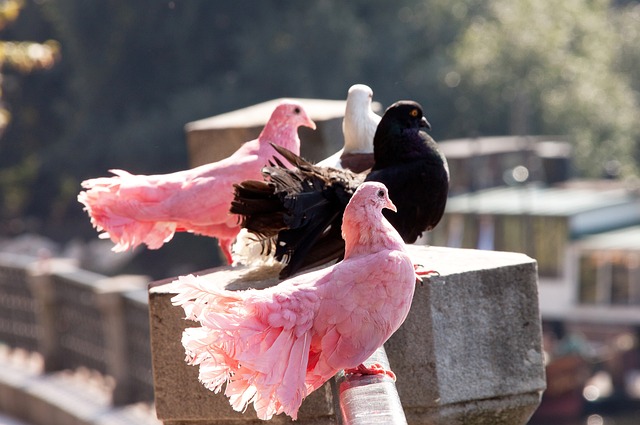 球市場多樣 球市場多樣